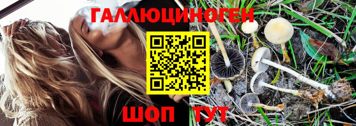 Псилоцибиновые грибы GOLDEN TEACHER Дюртюли